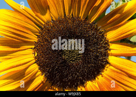 Rare dysfonctionnement tournesol tournesol jaune vif, avec des gènes de couleur marron chocolat et de pigmentation dans les pétales, Helianthus annuus Banque D'Images