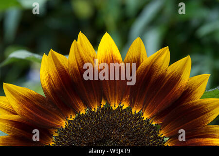 Rare dysfonctionnement tournesol tournesol jaune vif, avec des gènes de couleur marron chocolat et de pigmentation dans les pétales, Helianthus annuus Banque D'Images