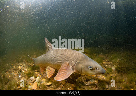 Barbel commun, Barbus barbus, natation le long du fleuve, la rivière Trent, Nottingham, Juillet Banque D'Images