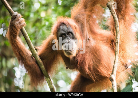 L'orang-outan (Pongo Abelii femelle) dans la jungle près de Bukit Lawang, parc national de Gunung Leuser, Nord de Sumatra, Indonésie, Asie du Sud, Asie Banque D'Images