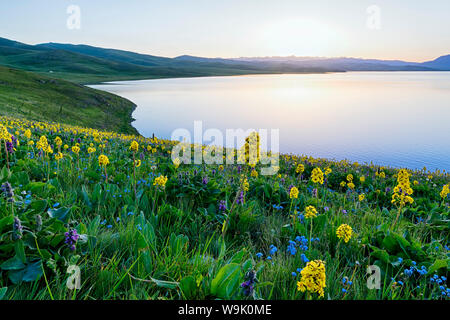 Fleurs sauvages, lac Kol Chanson, province de Naryn, du Kirghizistan, de l'Asie centrale, d'Asie Banque D'Images