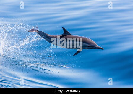 Dauphin commun à long bec (Delphinus capensis) sautant près de l'île Santa Catalina, Baja California Sur, au Mexique, en Amérique du Nord Banque D'Images