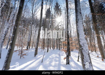 Forêt en hiver, Jura souabe, Baden Wurtemberg, Allemagne, Europe Banque D'Images