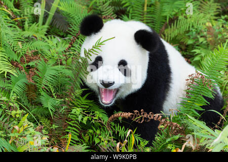 Deux ans jeune panda géant (Ailuropoda melanoleuca), Chengdu, Sichuan, China, Asia Banque D'Images