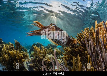 Broadclub adultes seiche (Sepia latimanus) sur le récif à Sebayur Island, la mer de Flores, en Indonésie, en Asie du Sud-Est, l'Asie Banque D'Images