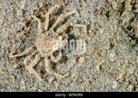 Grande araignée de mer sous l'eau dans le Saint-Laurent Banque D'Images