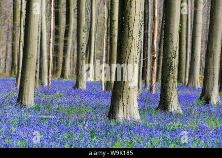 Tapis de jacinthes en fleurs pourpre encadrée par des troncs d'arbres Séquoia géant dans la Hallerbos forêt, Halle, Belgique, Europe Banque D'Images