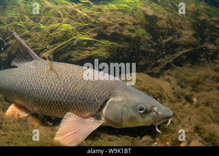 Barbel commun, Barbus barbus, natation le long du fleuve, la rivière Trent, Nottingham, Juillet Banque D'Images