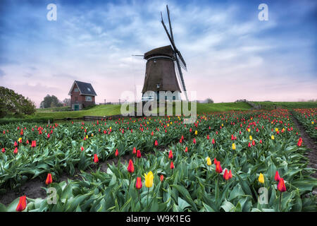 Multi-couleur de champs de tulipes et les moulins à vent au printemps, Berkmeer, Koggenland, Hollande du Nord, Pays-Bas, Europe Banque D'Images
