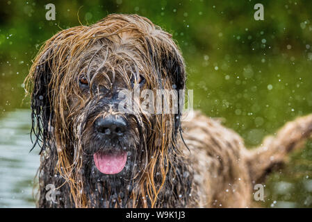 Briard dans l'eau, Royaume-Uni, Europe Banque D'Images