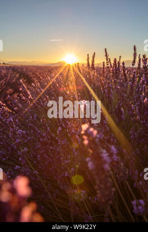 Lever de soleil au-dessus de champs de lavande, Plateau de Valensole, Alpes de Haute Provence, Provence-Alpes-Côte d'Azur, France, Europe Banque D'Images