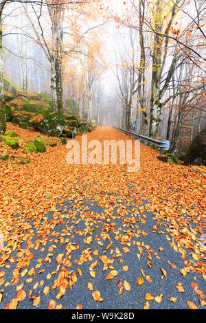 Les feuilles sur la route à travers la forêt de Bagni di Masino, Valmasino, Valtellina. La Lombardie, Italie, Europe Banque D'Images