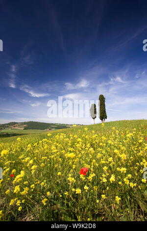 Champ de coquelicots et d'oléagineux avec deux cyprès sur front de la colline, près de Pienza, Toscane, Italie, Europe Banque D'Images