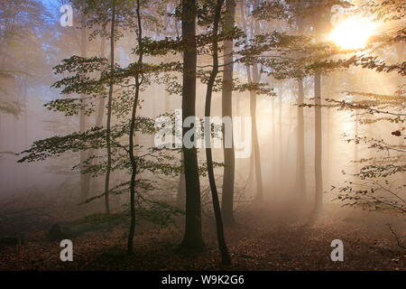 Forêt d'automne près de ferme du parc, Rhénanie-Palatinat, Allemagne, Europe Banque D'Images