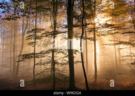 Forêt d'automne près de ferme du parc, Rhénanie-Palatinat, Allemagne, Europe Banque D'Images