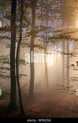 Forêt d'automne près de ferme du parc, Rhénanie-Palatinat, Allemagne, Europe Banque D'Images