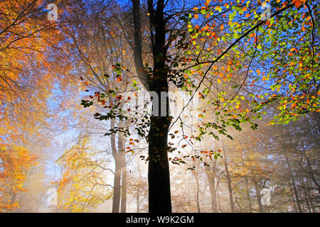 Forêt d'automne près de ferme du parc, Rhénanie-Palatinat, Allemagne, Europe Banque D'Images