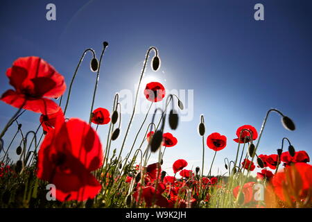 Champ de coquelicots, Figueres, Gérone, Catalogne, Espagne, Europe Banque D'Images