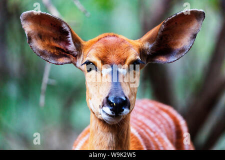 (Tragelaphus angasii Nyala femelle), Mkhaya Game Reserve, Swaziland, Afrique Banque D'Images