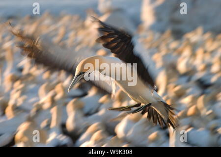 Cape Gannet, (Morus capensis), l'île Bird, Lambert Bay, Afrique du Sud Banque D'Images