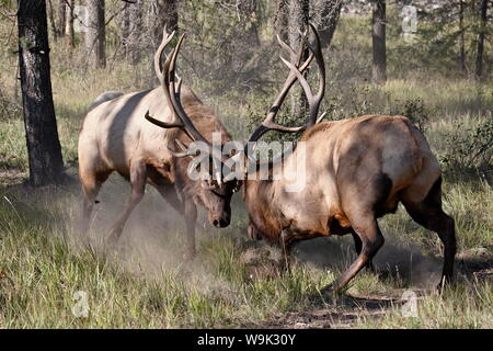 Deux bull le wapiti (Cervus canadensis) combats, Jasper National Park, Alberta, Canada, Amérique du Nord Banque D'Images