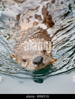 La loutre de rivière (Lutra canadensis) natation, près de Victoria, Colombie-Britannique, Canada, Amérique du Nord Banque D'Images