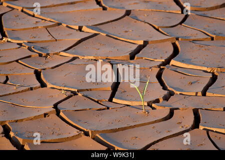 Fissures de boue avec l'usine de germination, Kruger National Park, Afrique du Sud, l'Afrique Banque D'Images