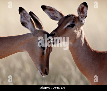 Deux jeunes Impala (Aepyceros melampus) le toilettage, Kruger National Park, Afrique du Sud, l'Afrique Banque D'Images