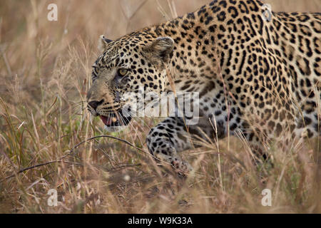 Leopard (Panthera pardus), Kruger National Park, Afrique du Sud, l'Afrique Banque D'Images