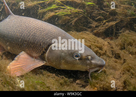 Barbel commun, Barbus barbus, natation le long du fleuve, la rivière Trent, Nottingham, Juillet Banque D'Images