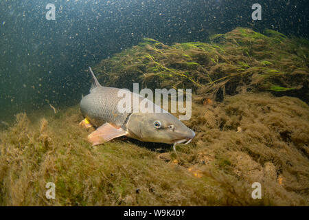 Barbel commun, Barbus barbus, natation le long du fleuve, la rivière Trent, Nottingham, Juillet Banque D'Images
