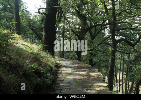 Image d'un sentier de pierres soulevées par les bois, entre les arbres et la verdure dans Rivington Pike Banque D'Images