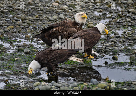 Trois aigles, CampbellRiver, île de Vancouver, C.-B.) Canada. Banque D'Images