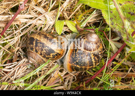 L'accouplement des escargots de jardin (Helix aspersa ou Cornu aspersum) Banque D'Images