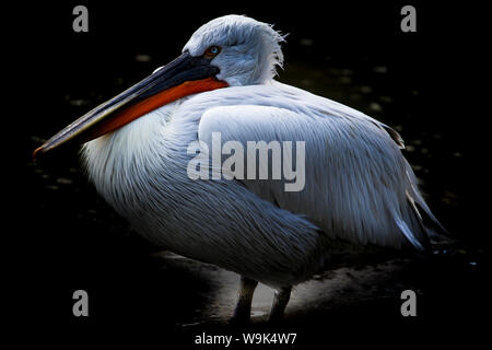 Pélican frisé (Pelecanus crispus), près de l'état, France, Europe Banque D'Images