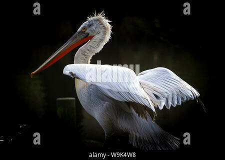 Pélican frisé (Pelecanus crispus), près de l'état, France, Europe Banque D'Images