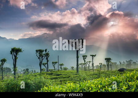Le lever du soleil sur les plantations de thé et les montagnes, Haputale, Sri Lanka Hill Country, hauts plateaux du centre, le Sri Lanka, l'Asie Banque D'Images