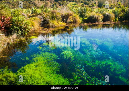 Pupu Springs (Te Waikoropupu Springs), la plus claire des sources dans le monde, Golden Bay, région de Tasmanie, île du Sud, Nouvelle-Zélande, Pacifique Banque D'Images