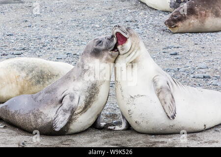 Éléphant de mer du sud (Mirounga leonina) sevré pups, Snow Island, l'Antarctique, régions polaires Banque D'Images