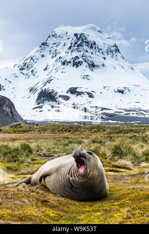 Éléphant de mer du sud (Mirounga leonina) Bull, Peggotty Bluff, Géorgie du Sud, Sud de l'océan Atlantique, les régions polaires Banque D'Images