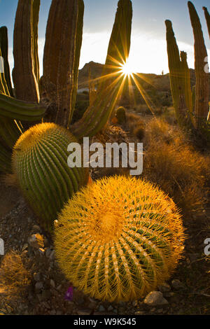 Canon géant endémique (cactus Ferocactus diguetii), l'île Santa Catalina, Golfe de Californie (Mer de Cortez), Baja California Sur, au Mexique, en Amérique du Nord Banque D'Images