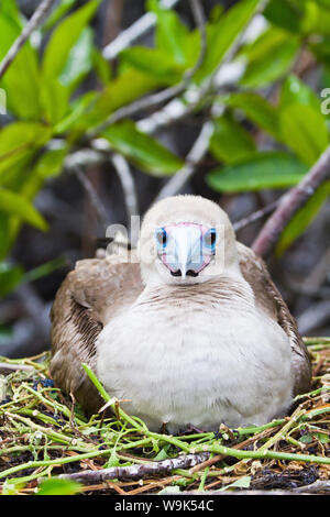 Morph foncé adultes à pieds rouges (Sula sula), l'île de Genovesa, îles Galapagos, Equateur, Amérique du Sud Banque D'Images