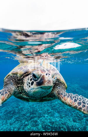 Tortue verte (Chelonia mydas) sous l'eau, Maui, Hawaï, États-Unis d'Amérique, du Pacifique Banque D'Images