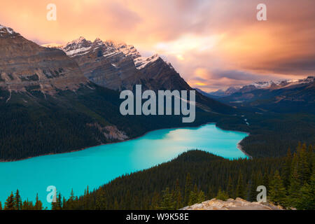 Au coucher du soleil, le Lac Peyto Banff National Park, site du patrimoine mondial de l'UNESCO, des montagnes Rocheuses, Alberta, Canada, Amérique du Nord Banque D'Images