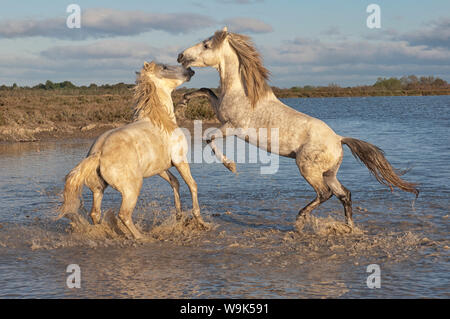 Chevaux Camargue, etalons combats dans l'eau, Bouches du Rhone, Provence, France, Europe Banque D'Images