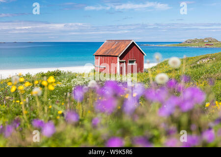 Fleurs colorées sur le châssis de vertes prairies rorbu typique entourée par une mer turquoise, Ramberg, îles Lofoten, Norvège, Scandinavie, Europe Banque D'Images