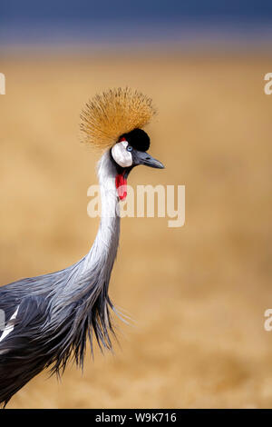 Grue couronnée grise (Balearica regulorum), Parc national du Ngorongoro, en Tanzanie, Afrique de l'Est, l'Afrique Banque D'Images