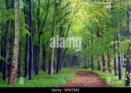 Bois de hêtre au printemps avec le chemin qui serpente entre les arbres, jardin d'Alnwick, Alnwick, Northumberland, Angleterre, Royaume-Uni Banque D'Images