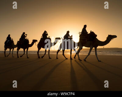 Randonnée chamelière de plage, Essaouira, Maroc, Afrique du Nord, Afrique Banque D'Images