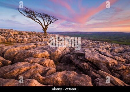 Arbre tordu, Twistleton fin cicatrice, Ingleton, Yorkshire Dales National Park, England, United Kingdom Banque D'Images